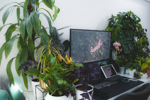 宠物用品的回复话术